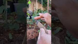 Kaffir lime grafting technique graftingtactick plantgodusa garden plants usagarden music [upl. by Oswald]