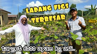 ✅️ TINGGALKAN KERJAYA GURU BUKA AGROTOURISM TERBESAR DI MELAKA MBS FIGS [upl. by Ethben]