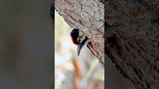 birding birdlovers birds wildlife nature cute macroworld woodbird forest antidepresivo [upl. by Uokes]