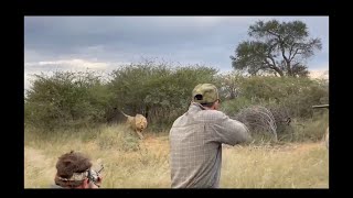 Male Lion Charge Dangerous Game Hunting [upl. by Doyle887]