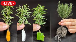 🔴Guía Completa para Reproducir Cultivar Romero y Lavanda en Macetas [upl. by Lankton]