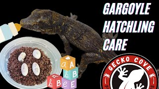 Gargoyle Gecko Hatchling Care amp Showcase [upl. by Pandich]