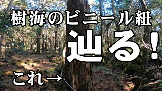 【富士の樹海】残されたビニール紐を辿ってみた【動画の最後に大事なお知らせがあります】 [upl. by Thagard]