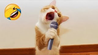 😻 Cats amp Dogs Comedy Show 🐾 Funniest Animal Moments That Will Brighten Your Day 🐱😍 ❤️ [upl. by Westfahl]