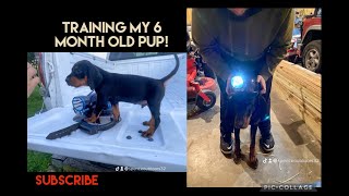 Training My 6MonthOld Black and Tan Coonhound [upl. by Ilsa]