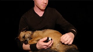 ASMR Border Terrier Hand Stripping [upl. by Eimmelc]