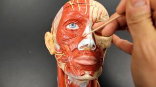 MUSCULAR SYSTEM ANATOMYMuscles of facial expression model description [upl. by Mohammed]