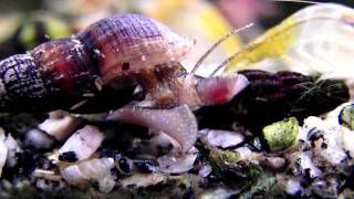 Turmdeckelschnecke Melanoides tuberculata 3 [upl. by Huntlee]