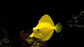 Yellow Tang  Saltwater Fish  Quarantined Fish  Reef Aquarium [upl. by Atirehc]