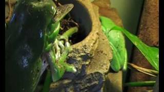 Green Tree Frog eating a Cicada [upl. by Richlad]