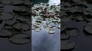 Lily pads and a Jordan 😆  lilypad pond water fountain park outdoors plants explore jordan [upl. by Ainiger]