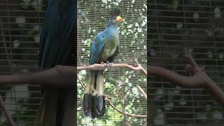 🐦☆²² Great Blue Turaco Corythaeola cristata in Turaco Family Musophagidae [upl. by Anuqahs]