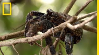 Coconut Crabs Devour Pig Carcass  Searching For Amelia [upl. by Worden]