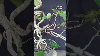 bahanan bonsai waru wayang split trunk dan ekspose root kelas kelinci percobaan bonsai bonsaimini [upl. by Doownelg]