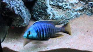 Placidochromis sp Jalo Reef [upl. by Eire953]