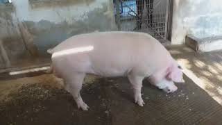 Landrace Pig Breed of IVRI Bareilly Izzatnagar Boar Male [upl. by Raouf89]