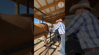 Freeze branding horse get painful or nor shorts ytshorts factsinhindiviral factsvideo [upl. by Onileva]