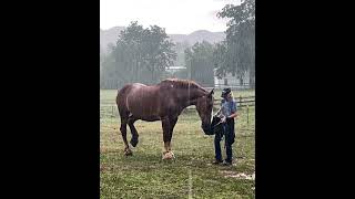 Love calls us to stand in the storm with those who are afraid horserescue horse [upl. by Celie]