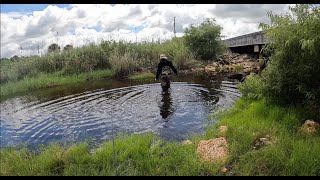 Catching Hoplosternum littorale Armoured catfishHassa [upl. by Nuavahs]