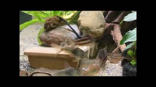 Corydoras Weekly Maintenance [upl. by Bruni830]