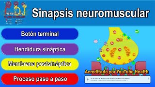 Sinapsis neuromuscular  Sinapsis neuronal  Sinapsis neuromuscular fisiología [upl. by Nossah]