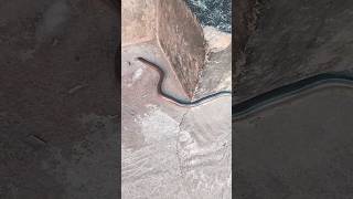 Blind snake  brahminy blind snake  കുരുടൻ പാമ്പ് snake nonvenomous shorts [upl. by Asilegna]