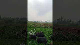 animal videoswild pigs animal farmboarhog pigs [upl. by Toney537]