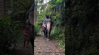 Thrilling Elephant Ride in Thekkady Kerala 🐘 Must do activity in Kerala [upl. by Clarisse]