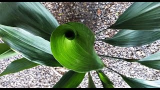 Its all about Aspidistra  castironplant [upl. by Udell]