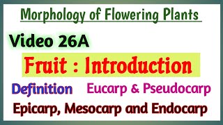 Fruits Introduction  Introduction to Fruit  Morphology of Flowering Plants  Parts of Fruit [upl. by Leban]