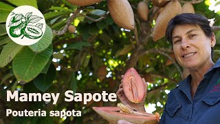 Mamey Sapote Pouteria sapota A striking tropical fruit tree that produces delicious sweet fruits [upl. by Enimzzaj186]