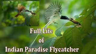 Indian Paradise Flycatcher Full life Documentary  The Bird from Paradise Dudhraj [upl. by Nitsud368]