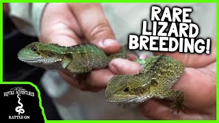 BABY AUSTRALIAN WATER DRAGONS Breeding Care and Husbandry [upl. by Hescock]