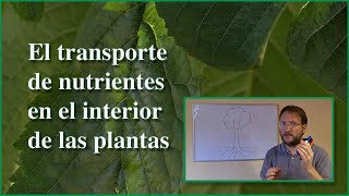 Transporte de nutrientes en las plantas [upl. by Mis]