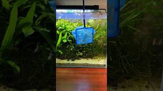 Drip acclimating shrimp aquarium aquascape fishtank plantedtank plants shrimp ecosystem [upl. by Anial767]