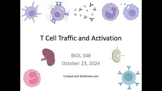 Immunology Fall 2024 Lecture 23 T Cell Traffic [upl. by Eey]