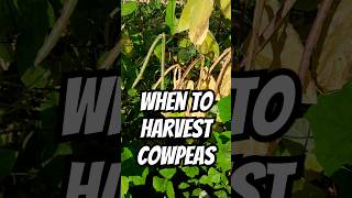 How to Know Your Cowpeas are Ready to Harvest shorts cowpeas ready harvest gardening when how [upl. by Eleets]