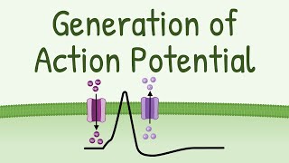 Generation of Action Potential  How Action Potential is Generated in neurons muscles etc [upl. by Homerus]