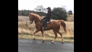 Spotted Saddle Horse vs Tennessee Walking Horse Gaiting and Cantering [upl. by Isabeau]