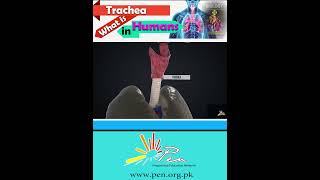 Trachea function in Human I biology humanrespiration [upl. by Entruoc]