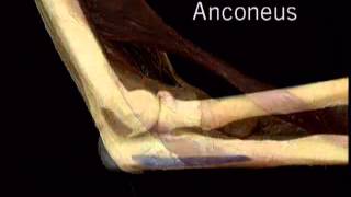 muscle anconeus [upl. by Peggie]