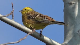 Strnad obecný Emberiza citrinella hlas [upl. by Rosalinde]