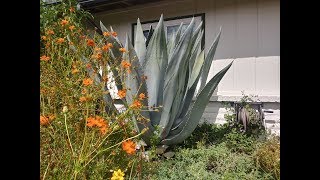 Trim a Blue Agave [upl. by Anirtal310]