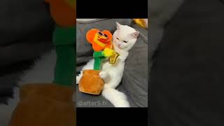 Cat vs Saxophone  Shyness cat City Pop meme [upl. by Neimad417]