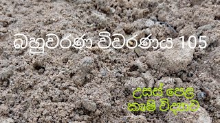 MCQ 105  Agricultural Science for Advance Level Examination Sinhala medium [upl. by Maxa875]