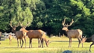 Wildlife in Packwood WA [upl. by Nagirrek]