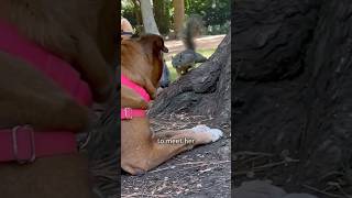 Boxer dog befriends park squirrels [upl. by Llednar]