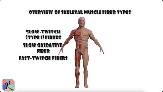 The Complete Breakdown of Skeletal Muscle Fiber Types [upl. by Eikciv587]