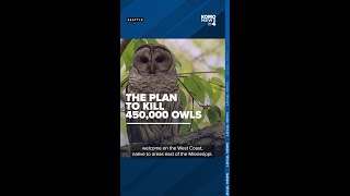 To save spotted owls US plans to kill hundreds of thousands of West Coast barred owls [upl. by Onitnelav]