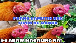 PAANO GAMUTIN ANG SIPON NG MANOK  BALERIANS GAMEYARD [upl. by Stefania]